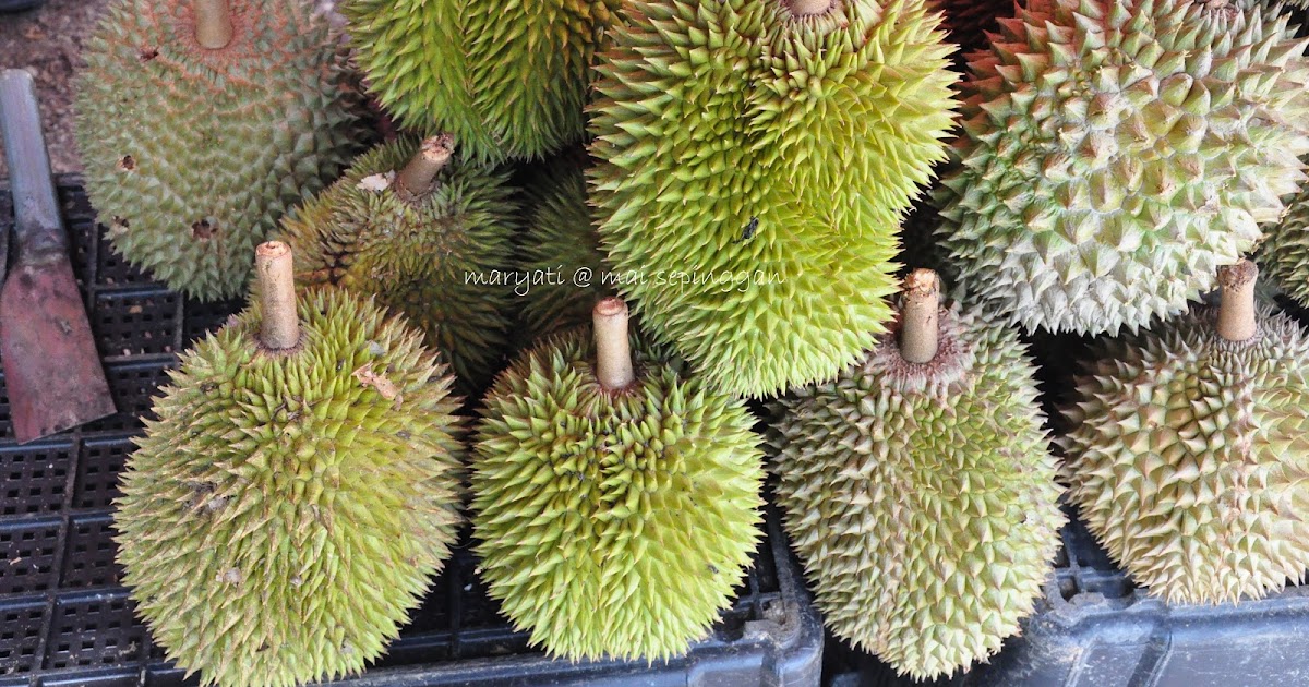 Mai Sepinggan: DURIAN - KUAH DURIAN - PENGAT DURIAN