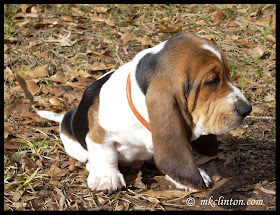 Basset Hound puppy