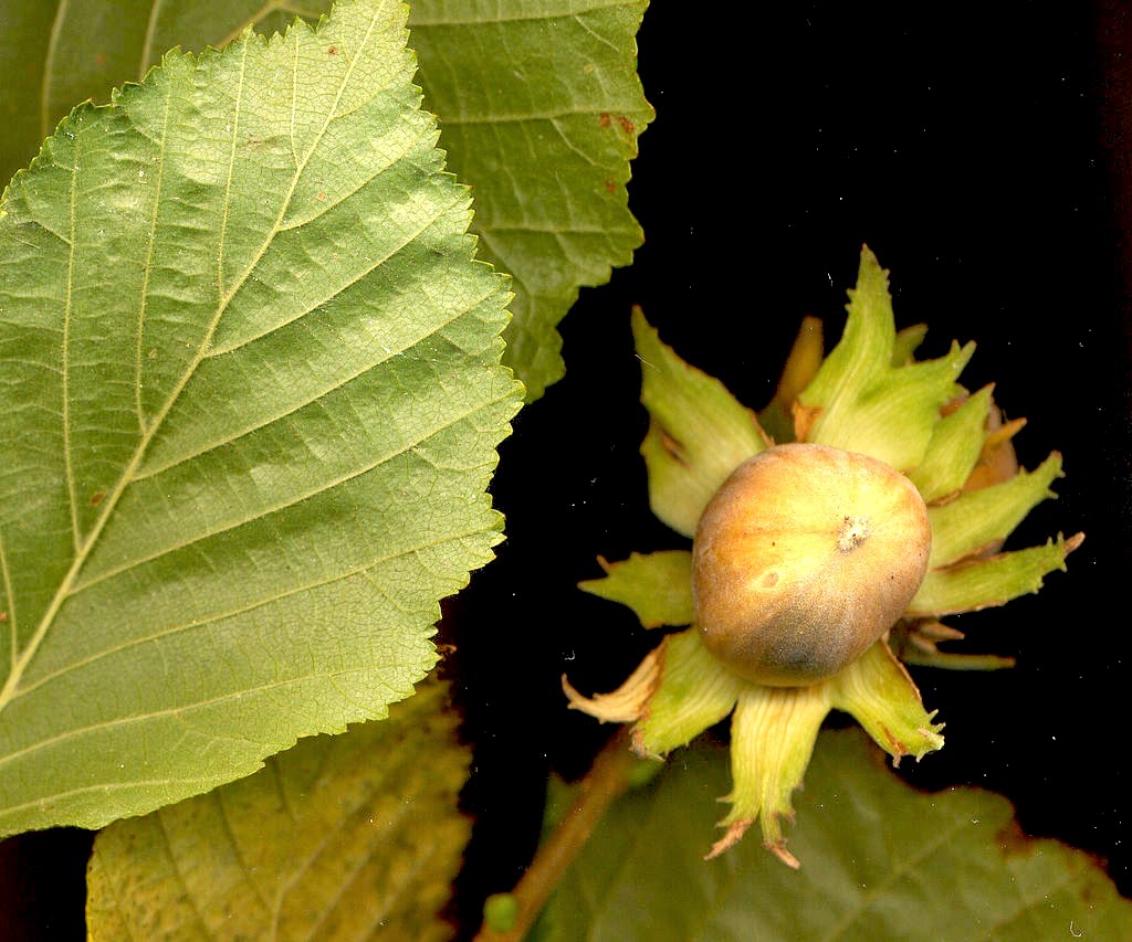 http://fr.wikipedia.org/wiki/Corylus_avellana