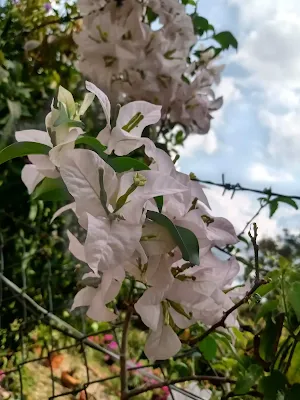 Buganvilla - Bougainvillea spectabilis