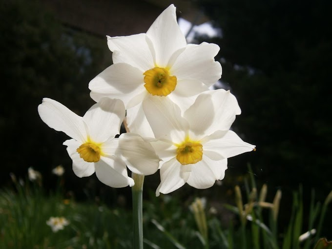 Cvjeće za groblje Narcis ili Narcissus