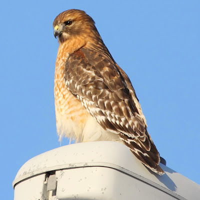 Red-shouldered Hawk