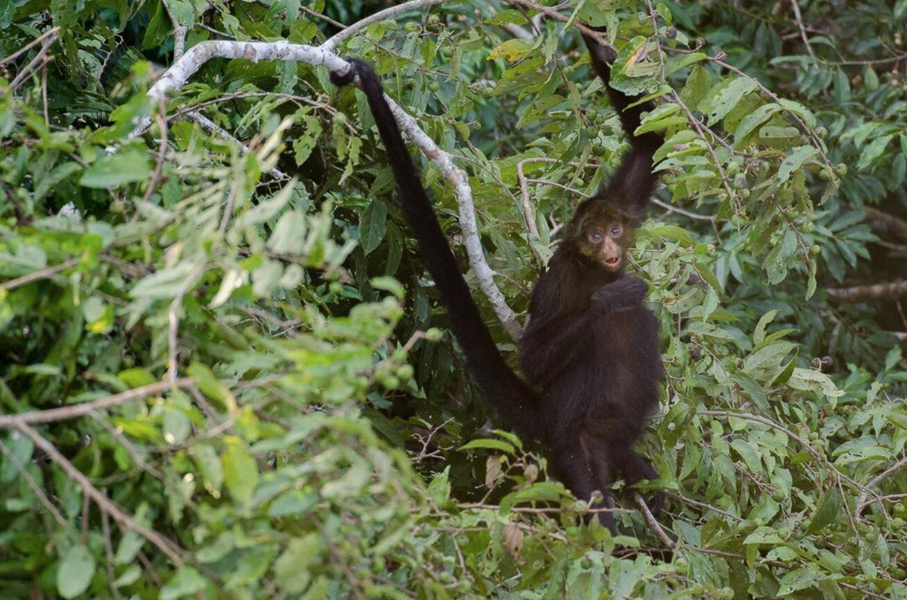Primate Species  The  Amazon Explorer Manu  Visit