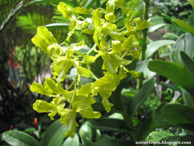 Сингапурский сад орхидей