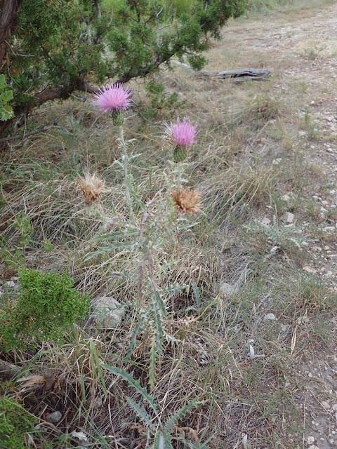 Cirsium ochrocentrum