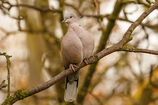 Collared dove DFBridgeman