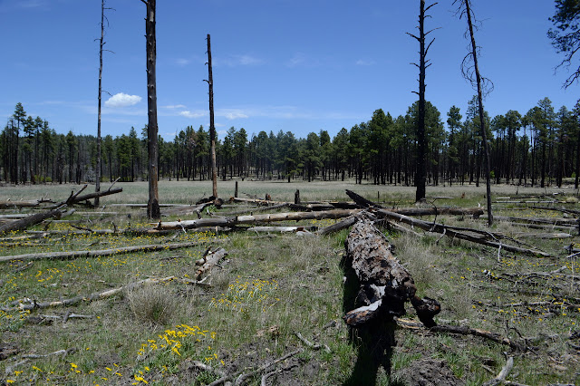 yellow flowers and burn at the edge of a large meadow