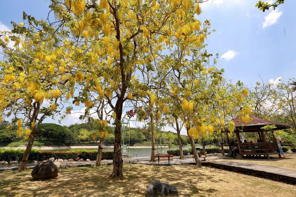 虎頭埤風景區「阿勃勒生態季」的浪漫阿勃勒美景