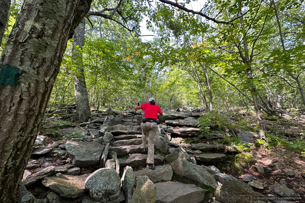 Hiker climbing up the wide, stepped trail; surrounded by trees.