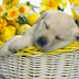 Puppy Dreams Wallpaper