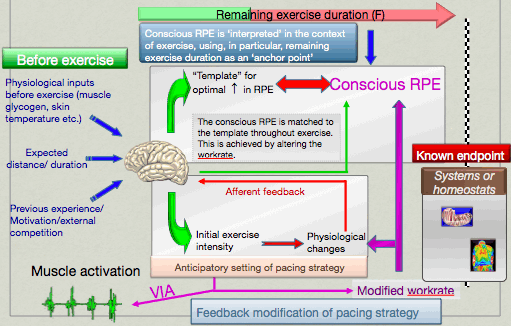 [RPE+model.gif]