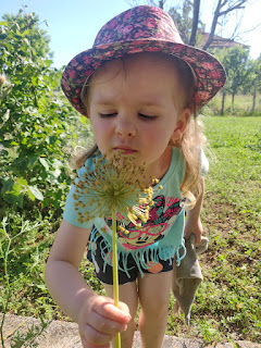 Rosie found an alium in the tortoise garden