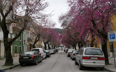 Resultado de imagem para árvores da rua dos arcos tomar