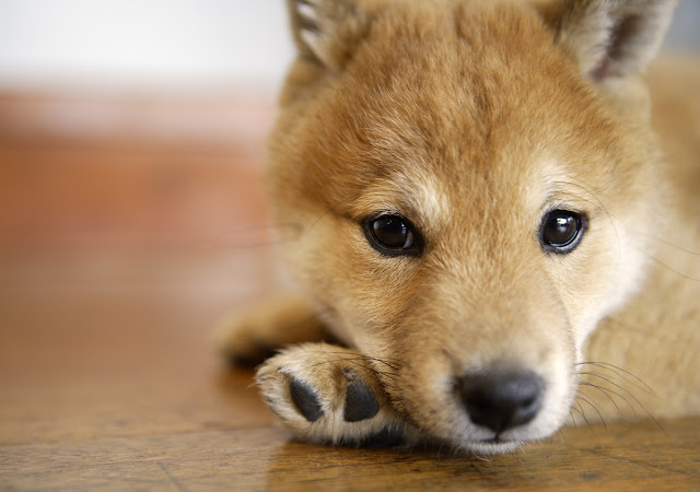 Hermosos Perros