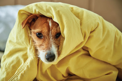 Image of Dog with Blanket