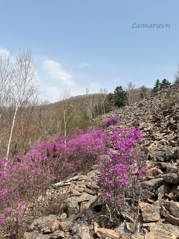 Цветение рододендрона остроконечного (Rhododendron mucronulatum) в 2024 году