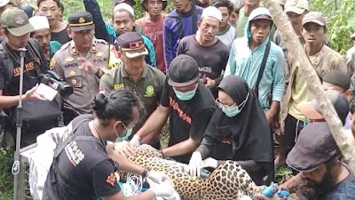  Seekor Macan Tutul Ditemukan Terjerat Perangkap Babi Liar Di Sukabumi