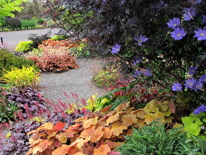 Heucheraholics: Colourful Heucheras in the Terra Nova garden