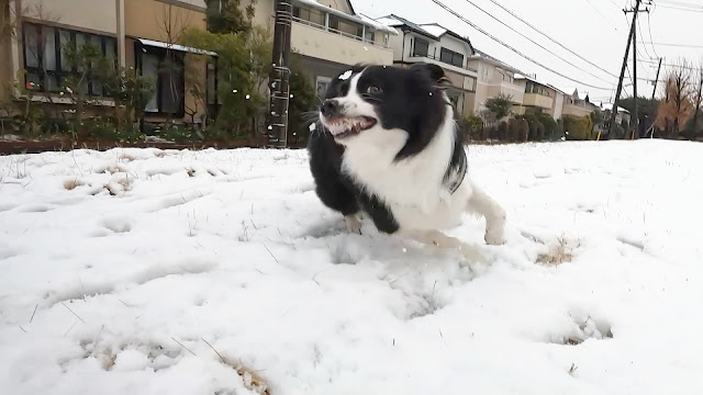 保護犬 ボーダーコリー トーマ