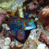  Exploring the Aquatic Realm: Unveiling the World's Most Gorgeous Fish