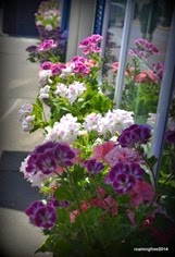 Flower Boxes