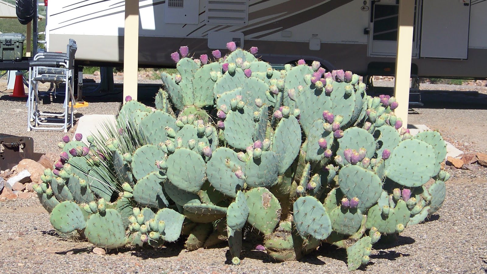 Cactus at our site in Rockhound