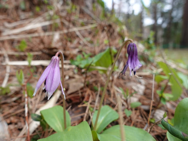 とっとり花回廊　赤松の森　カタクリ（片栗）