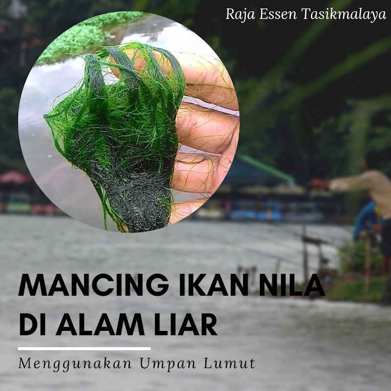 Mancing Ikan Nila Liar Dengan Umpan Lumut Terefektif!