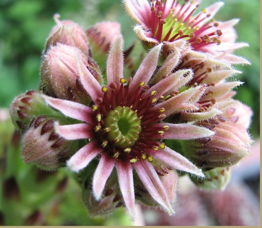 20120712 Sempervivum Rheinhardt flower