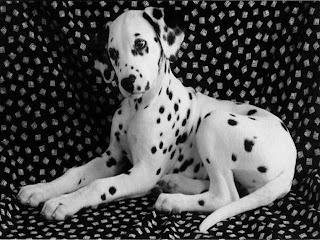 Dalmatians Wallpapers