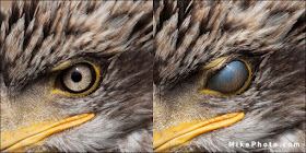 bald-eagle-nictitating-membrane-closeup.