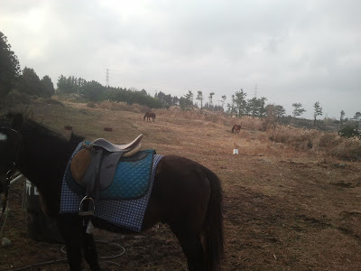 Le cheval de Mulme Farm - 물므 농장 