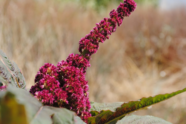 Velvet Flower, photography by Suy / São Ludovino.