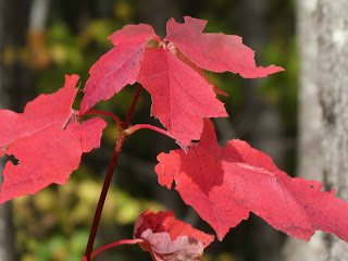Foliage -  cluster of 3 red leaves.