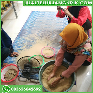 Jual Telur Jangkrik Bogor