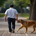 The Great Escape: Why Dogs Run Away and How to Prevent It