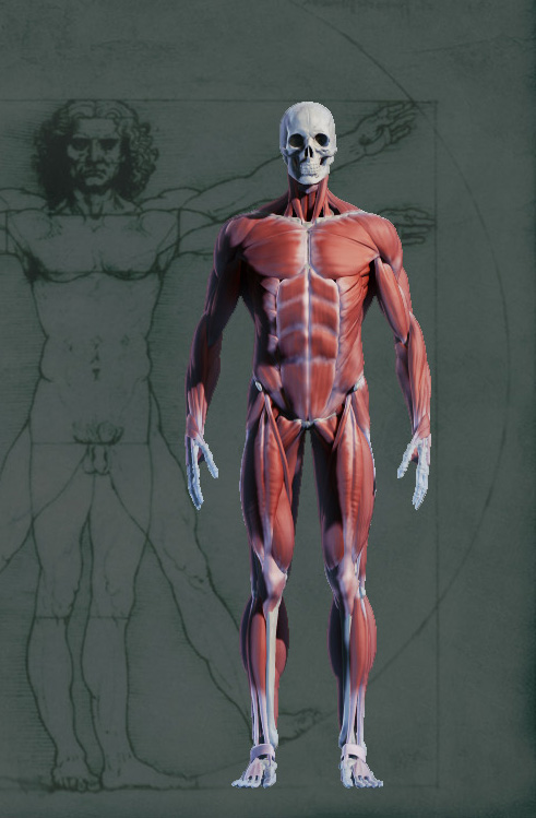 Javier González "Arsies", Miniature Painter: Anatomy ...