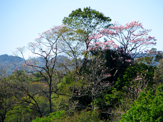 Pink Trumpet Tree Flowers