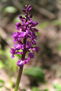 Orchis mâle (Orchis mascula), Fontainebleau, 77