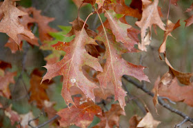 Northern red oak leaves
