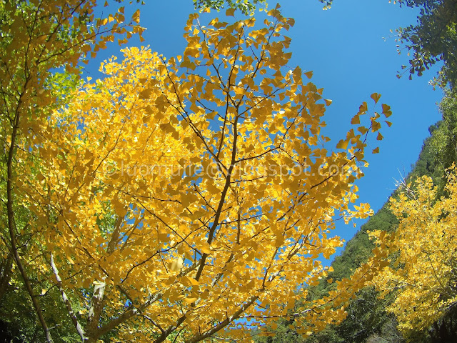 Wuling Farm maple autumn foliage