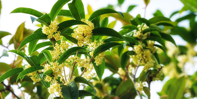 plant Osmanthus Hedging