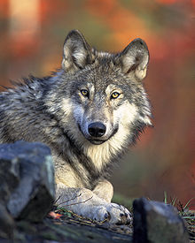 O lobo que queria ser ovelha