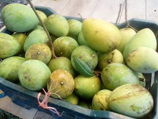 We are also send hari vanga mango from Rongpur.