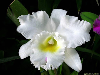 imagen flor orquidea