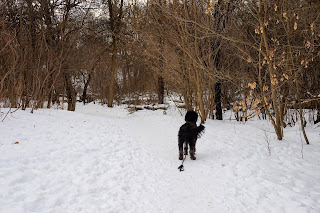 Photo showing a black dog going down a forest trail next to Wilket Creek in Windfield Park.