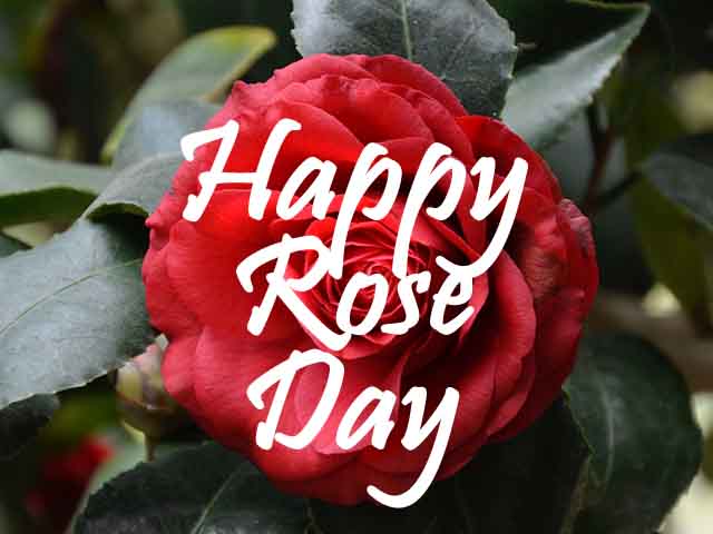 Happy Rose Day 2022 Images, Wallpapers, Pics & Photos