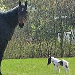 cavalo