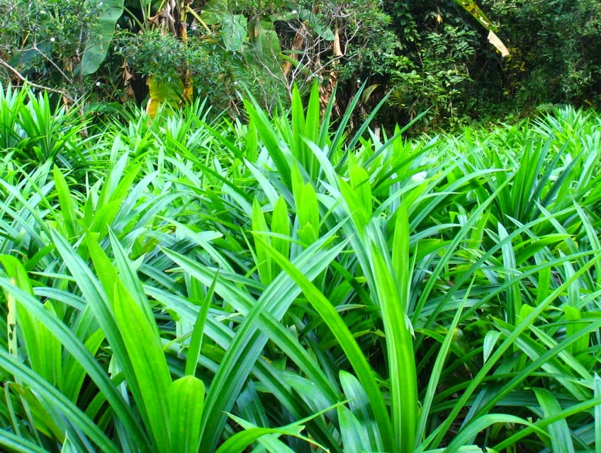 Kenali Berbagai Khasiat Dan Aneka Manfaat Dari Daun Pandan 