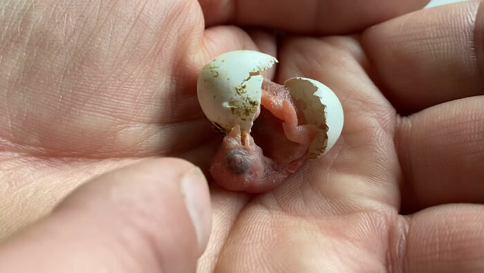 tiny parrot egg